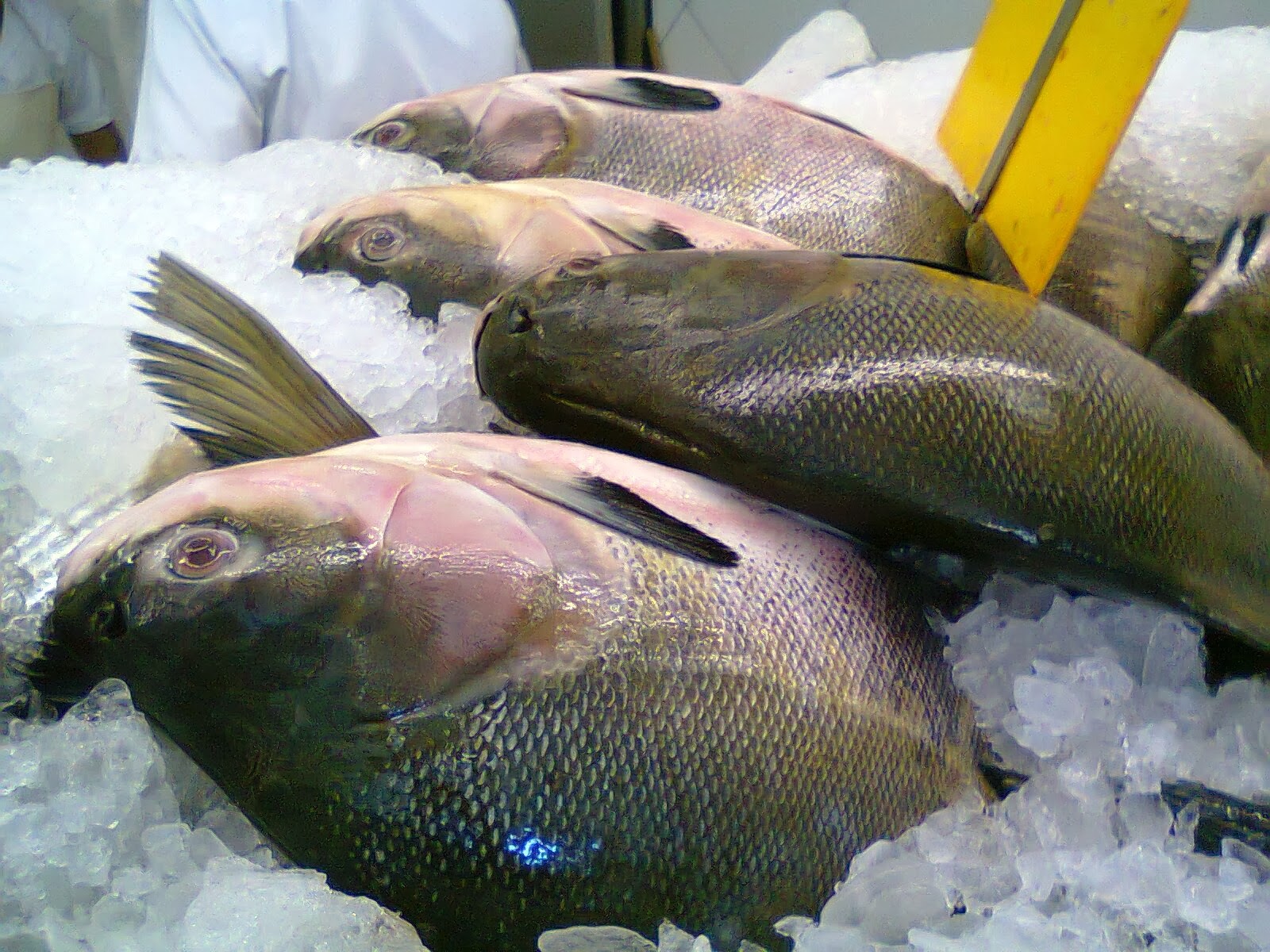 Pesquisa da CDC-Aleam aponta que tambaqui é o peixe para a Semana Santa que sofre maior variação no preço